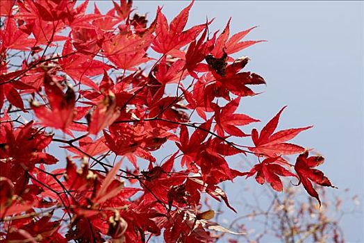 美好,红色,秋叶,鸡爪枫,槭树科