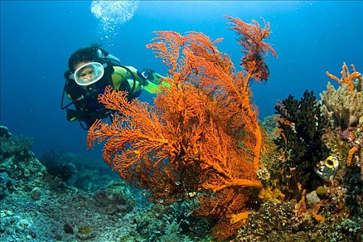 潜水,柳珊瑚虫