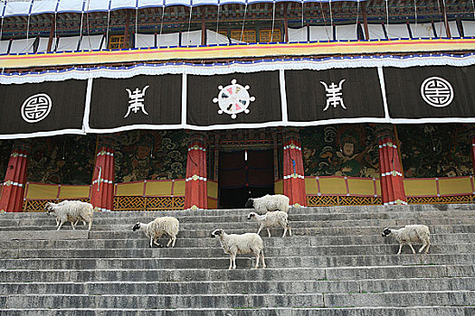 西藏哲蚌寺内走动的放生羊
