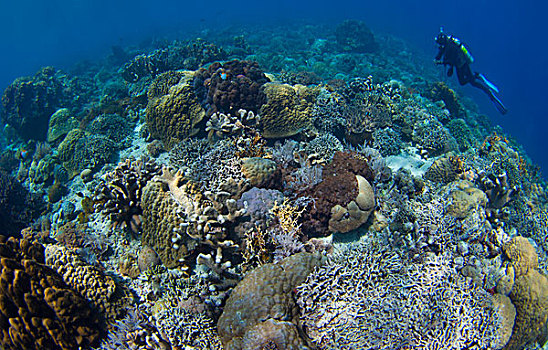 礁石,上面,海景,布那肯岛,国家公园,苏拉威西岛,印度尼西亚