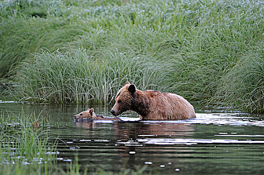 棕熊,熊,成年,女性,幼兽,游泳,水,水道,不列颠哥伦比亚省,加拿大