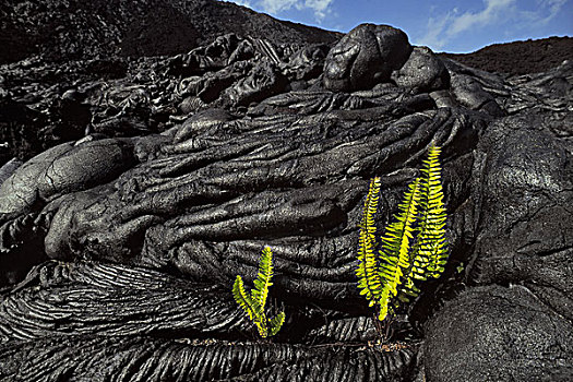 蕨类,发芽,冷却,火山岩,缝隙,夏威夷火山国家公园,夏威夷
