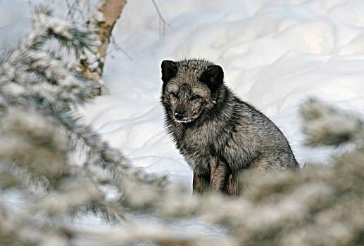 北极狐,雪中