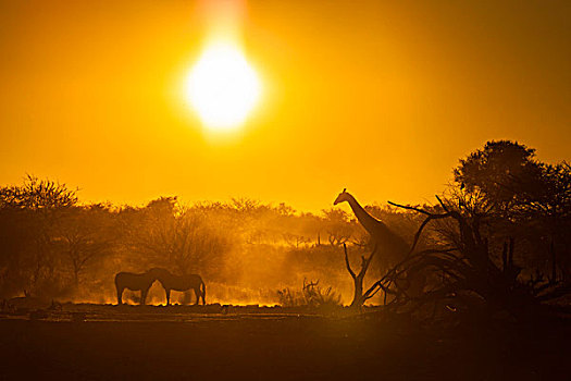 野生,动物,日落,长颈鹿,埃托沙国家公园,纳米比亚,非洲