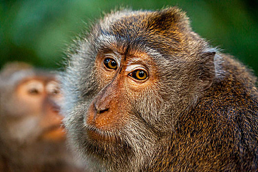 头像,乌布,猴子,树林,神圣,保护区,巴厘岛,印度尼西亚,亚洲