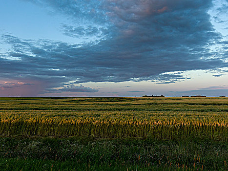 小麦,作物,地点,曼尼托巴,加拿大