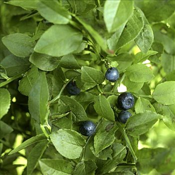 蓝莓,灌木