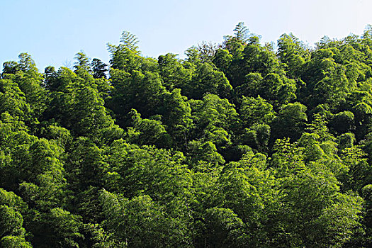 山,竹林,植被