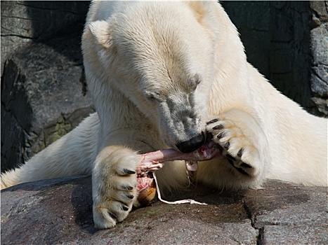 北极熊,吃