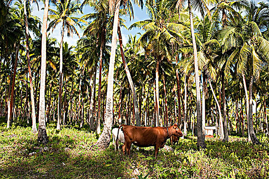 新加勒多尼亚,母牛,椰树,种植园