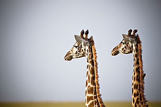 两个,长颈鹿,站立,并排