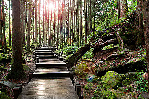 台湾,阿里山,阿里山国家风景区