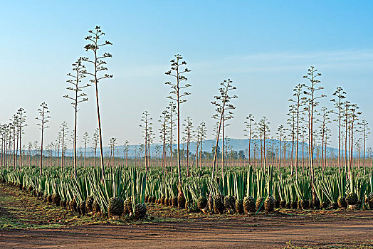 龙舌兰,种植园,肯尼亚,非洲