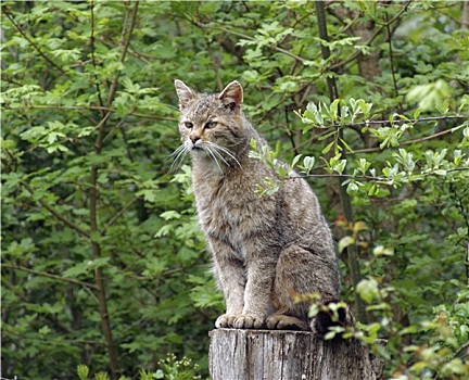 野猫科动物,自然,氛围