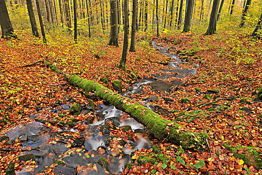 河流,秋天,树林,山峦,黑森州,德国