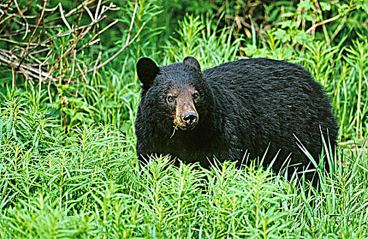 黑熊,不列颠哥伦比亚省,加拿大