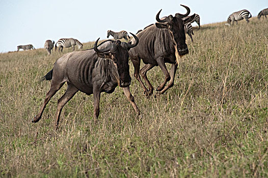 蓝角马,角马,一对,恩戈罗恩戈罗,保护区,坦桑尼亚