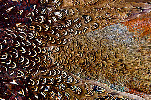 羽毛,彩色,环颈雉