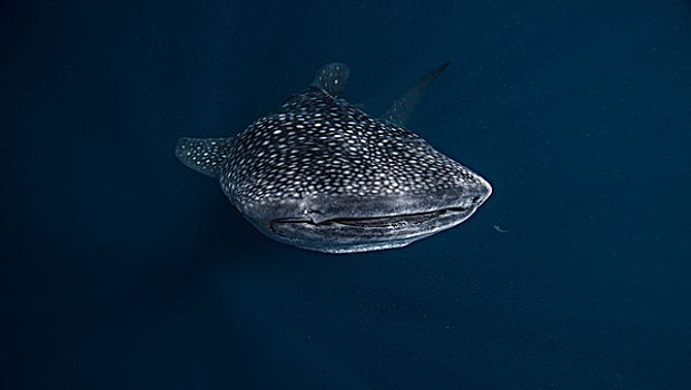 鲸鲨,水下视角,坎昆,墨西哥
