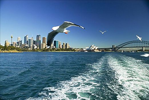 澳大利亚,悉尼,悉尼港,渡轮