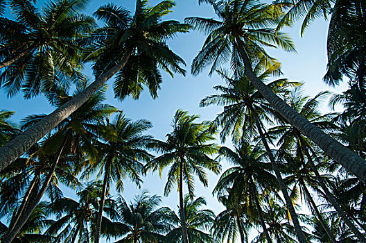 仰视椰子树林