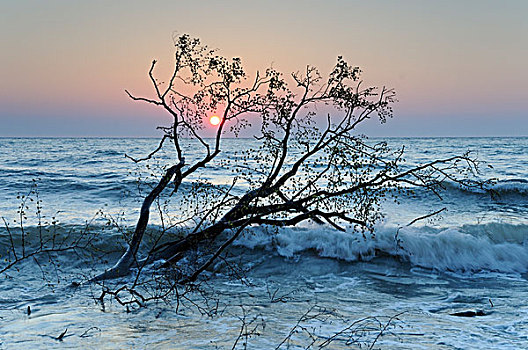 树,波罗的海,海洋,日出,梅克伦堡前波莫瑞州,德国,欧洲