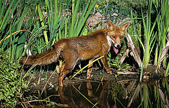 红狐,狐属,站立,水塘,边缘