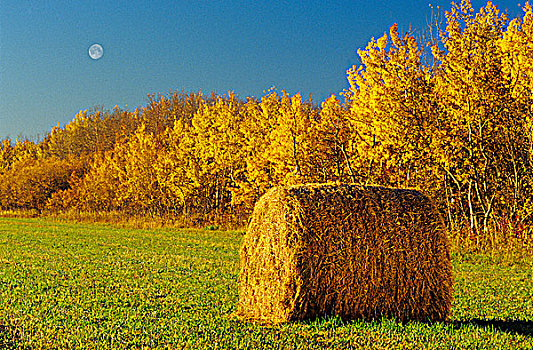 草辊,白杨,秋色,靠近,曼尼托巴,加拿大