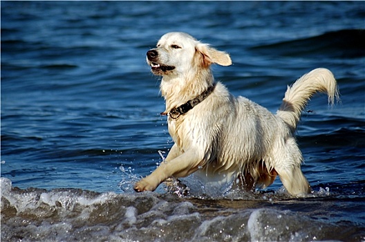 猎犬,海岸