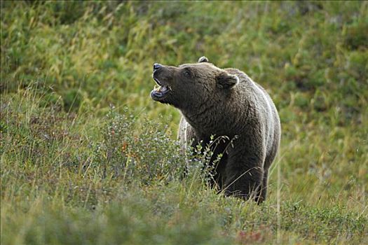 大灰熊,棕熊,阿拉斯加,美国,北美