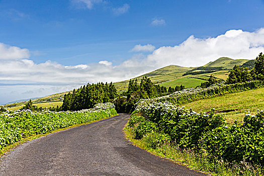 绣球花,盛开,道路,牧场