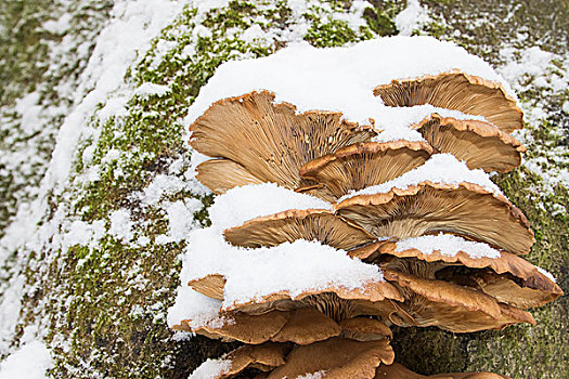 蚝蘑,平菇,冬天,黑森州,德国,欧洲