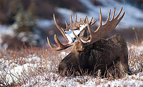 驼鹿,放入,雪,楚加奇州立公园,阿拉斯加,冬天