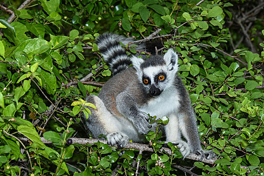 节尾狐猴,狐猴,树上,自然保护区,马达加斯加,非洲
