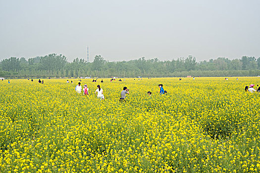 北方油菜花