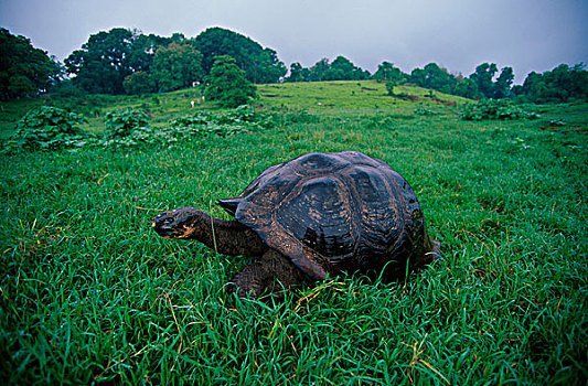 俯拍,龟,土地,加拉帕戈斯巨龟,加拉帕戈斯群岛,厄瓜多尔,加拉帕戈斯象龟