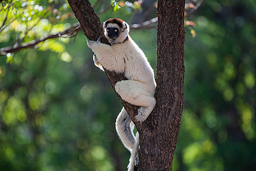 维氏冕狐猴,坐,枝条,树上,自然保护区,区域,马达加斯加,非洲