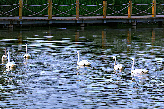 六只白色天鹅在湖中游泳