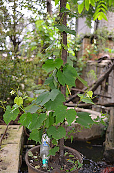 葡萄植株,植物,夏季,种植,生长期