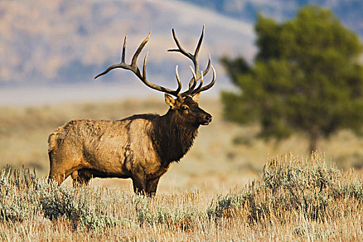 麋鹿,北美马鹿,鹿属,雄性动物,黄石国家公园,怀俄明,美国