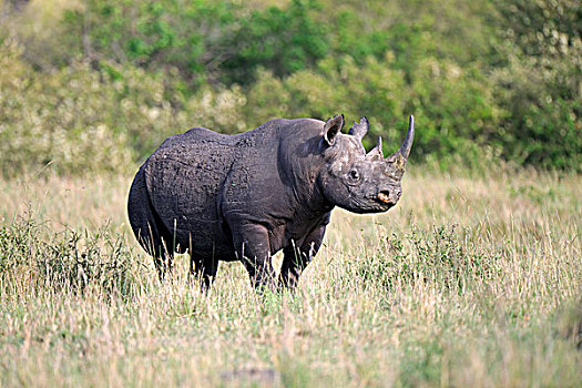 黑色,犀牛,马赛马拉国家保护区,肯尼亚,非洲