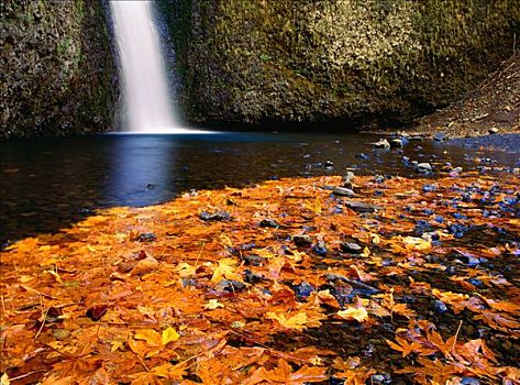 秋天,马尔特诺马瀑布,哥伦比亚河峡谷,俄勒冈,美国