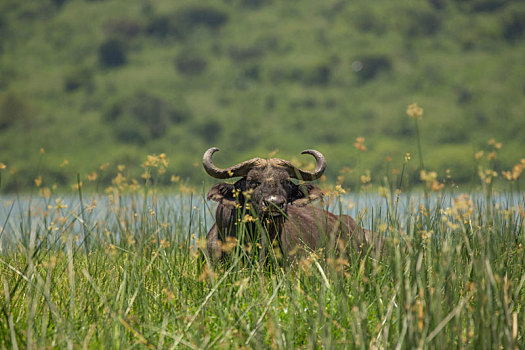 水牛,非洲水牛,伊丽莎白女王国家公园,乌干达