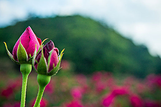 云南玫瑰花基地