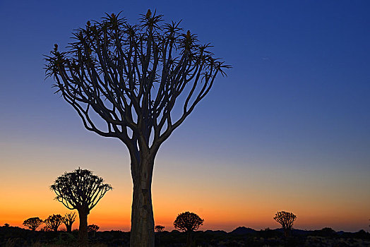 抖树,箭筒树,二歧芦荟,日落,基特曼斯胡普,区域,纳米比亚,非洲
