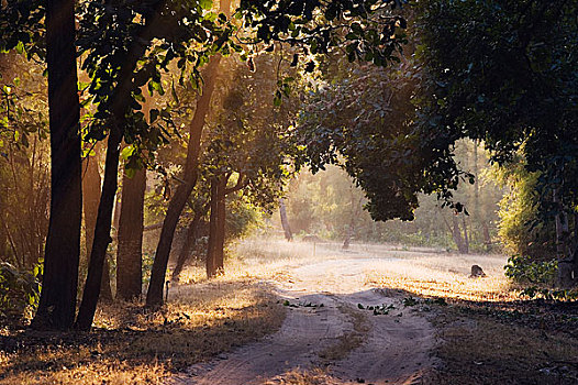 土路,班德哈维夫国家公园,中央邦,印度