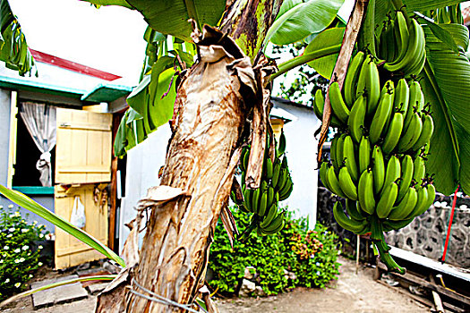 法国,西印度群岛,马提尼克岛,香蕉树