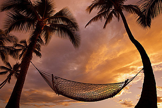 夏威夷,毛伊岛,剪影,吊床,悬挂,两个,棕榈树,日落