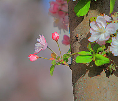 海棠花溪