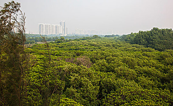 深圳红树林